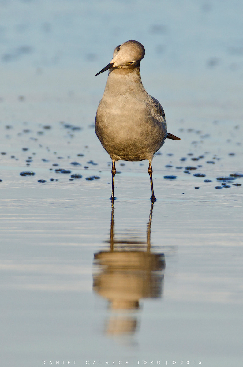 Nikon D5100 + Sigma 50-500mm F4.5-6.3 DG OS HSM sample photo. Gaviota garuma - grey gull photography