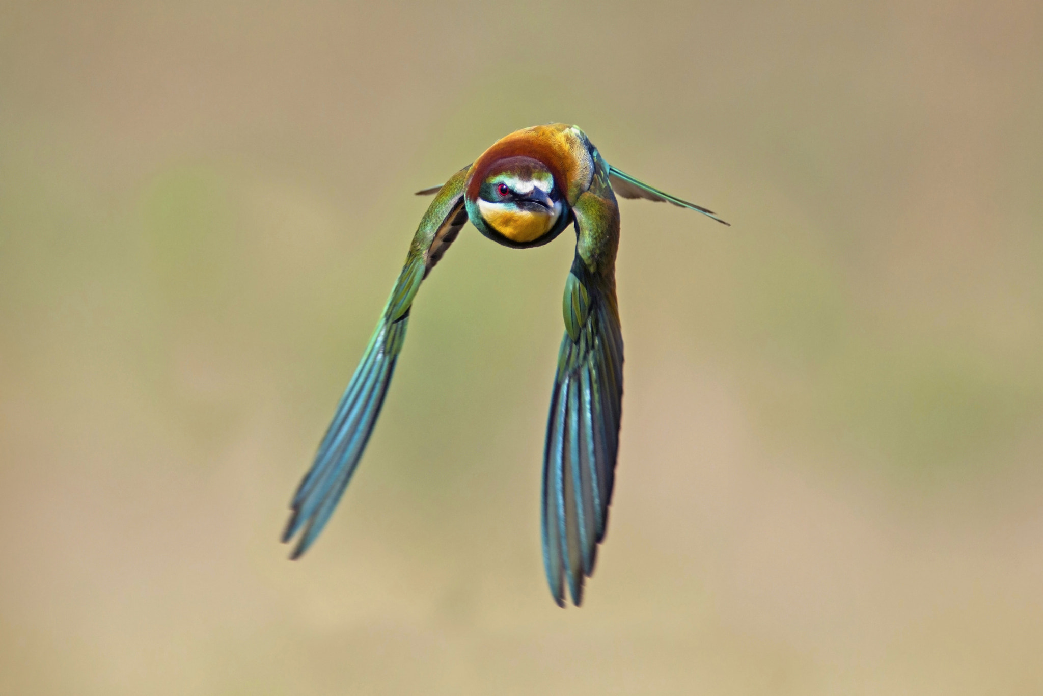 Canon EF 300mm f/2.8L + 1.4x sample photo. Bee eater photography