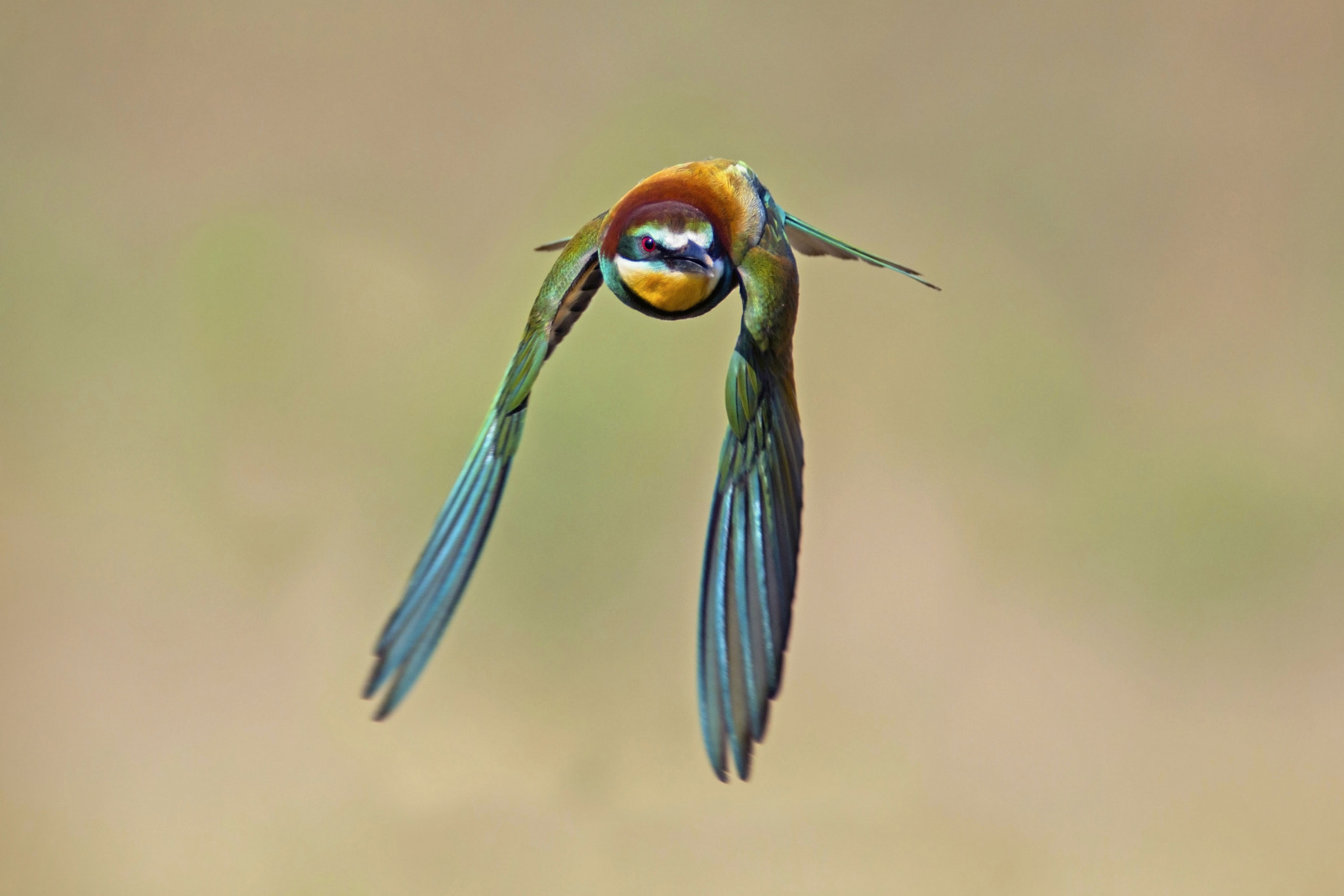 Canon EOS 70D + Canon EF 300mm f/2.8L + 1.4x sample photo. Bee eater photography