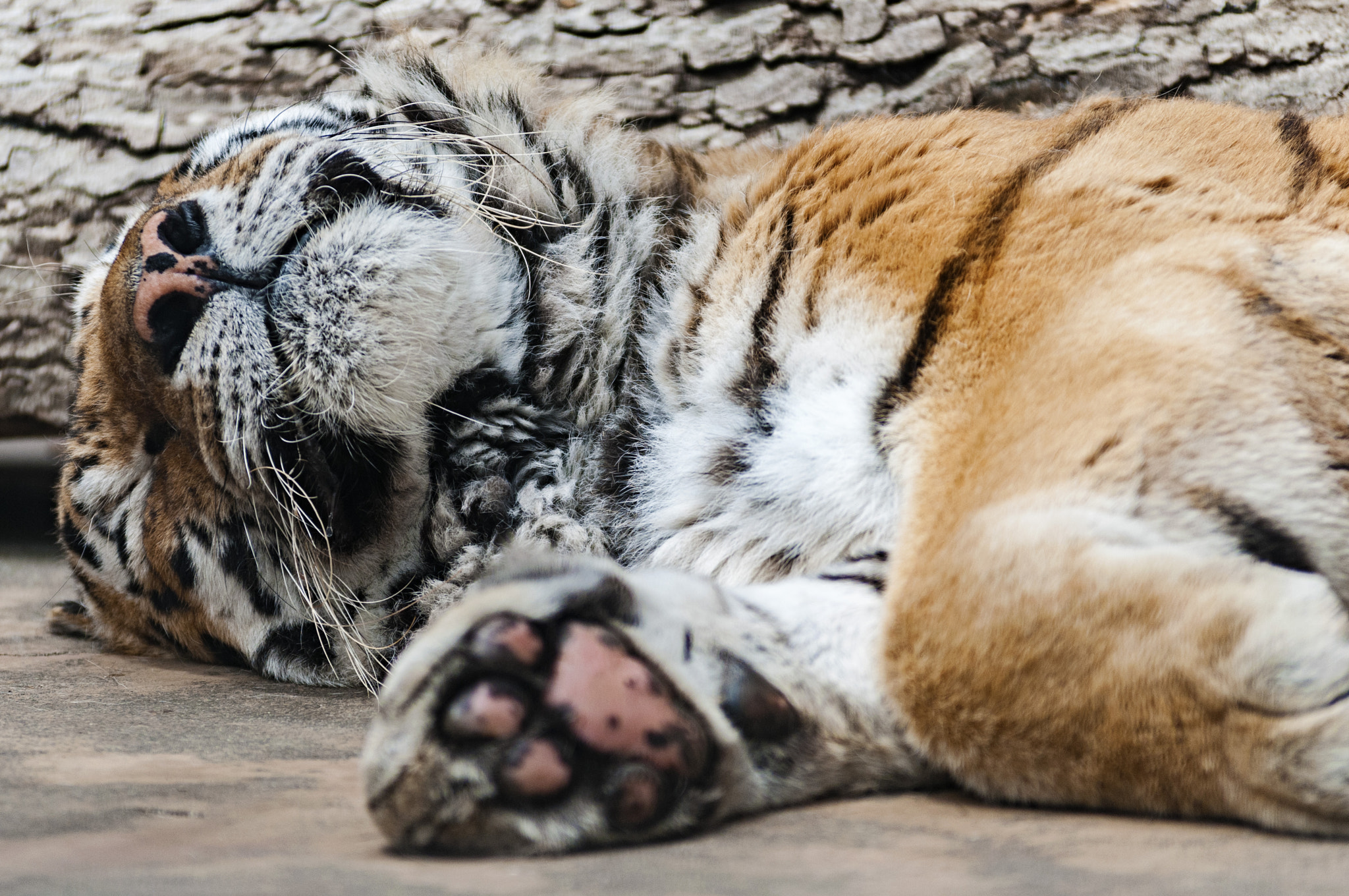 Nikon AF-S Nikkor 70-200mm F2.8G ED VR II sample photo. Tiger photography