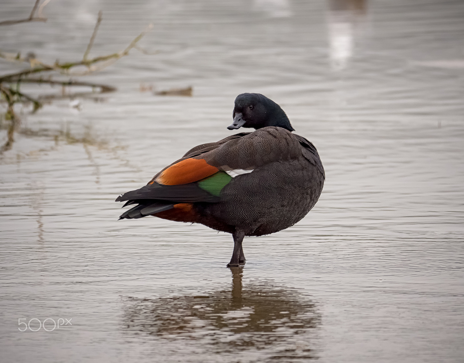 Panasonic Lumix DMC-GH4 + LEICA DG 100-400/F4.0-6.3 sample photo. Male paradise shelduck photography