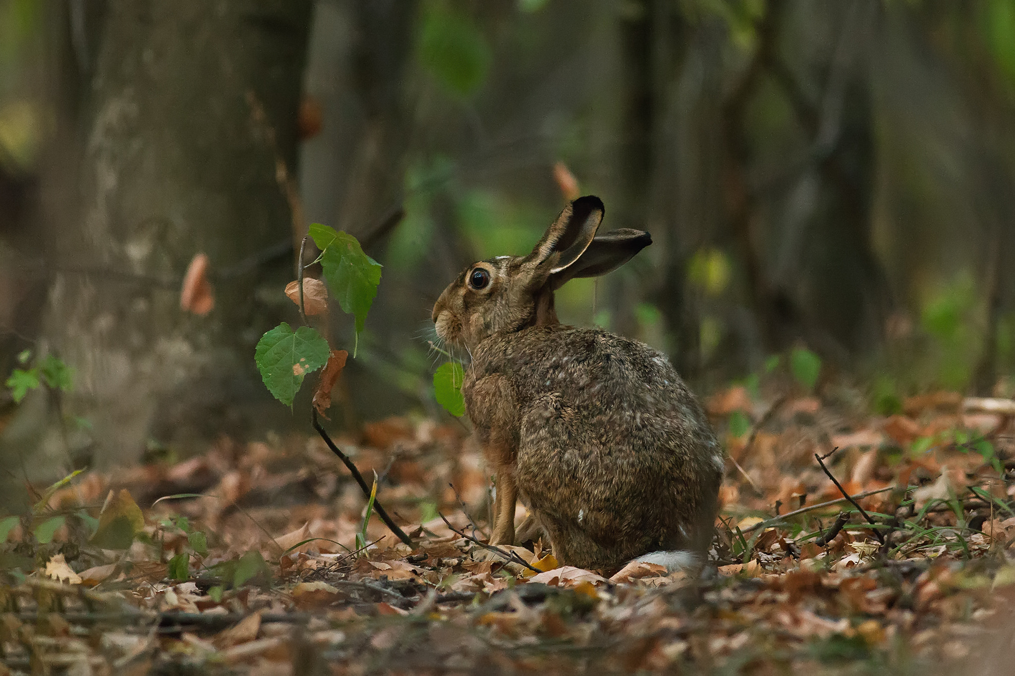 Canon EF 400mm F5.6L USM sample photo. Rabbit in the woods photography