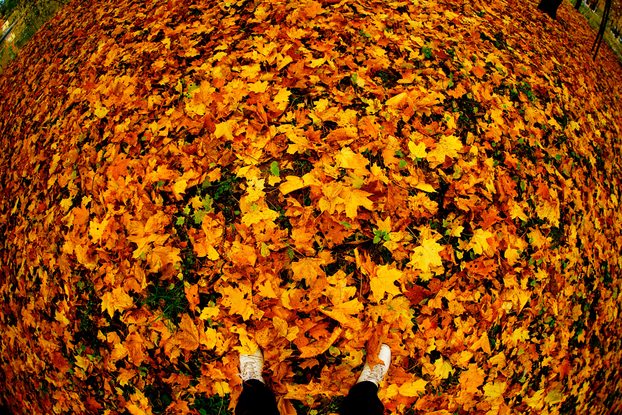 Sony 16mm F2.8 Fisheye sample photo. So lecker photography