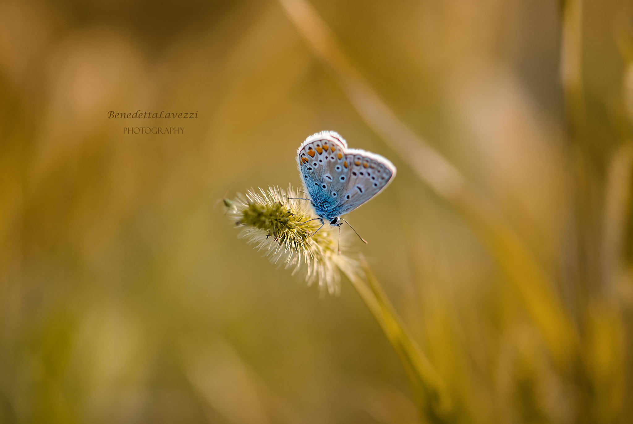 Sigma 105mm F2.8 EX DG OS HSM sample photo. Lightness photography