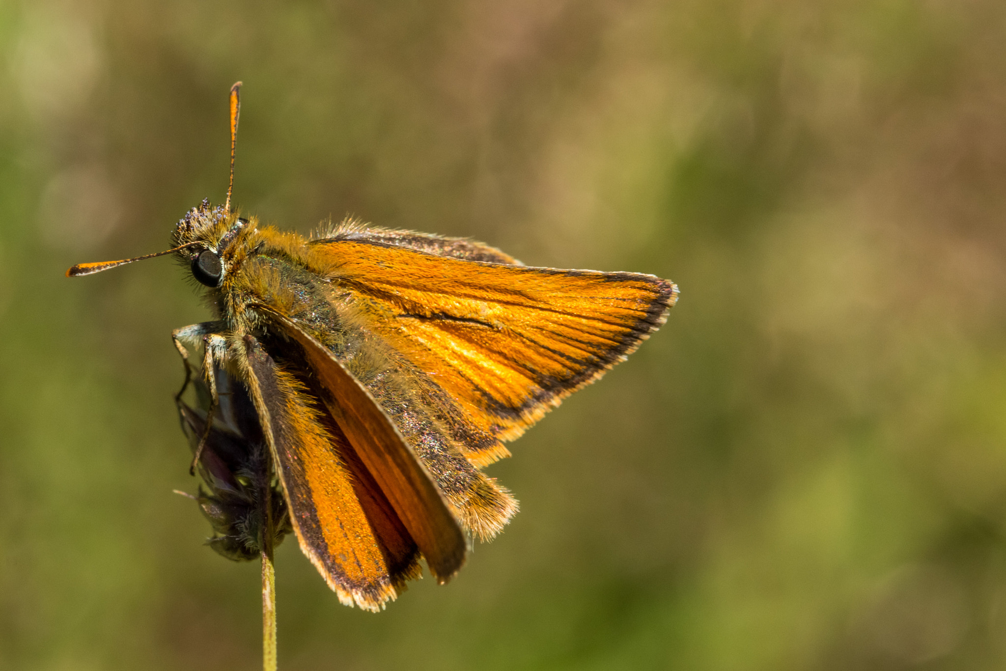 Canon EOS 70D + Canon EF 100mm F2.8L Macro IS USM sample photo. Ochlodes venatus photography