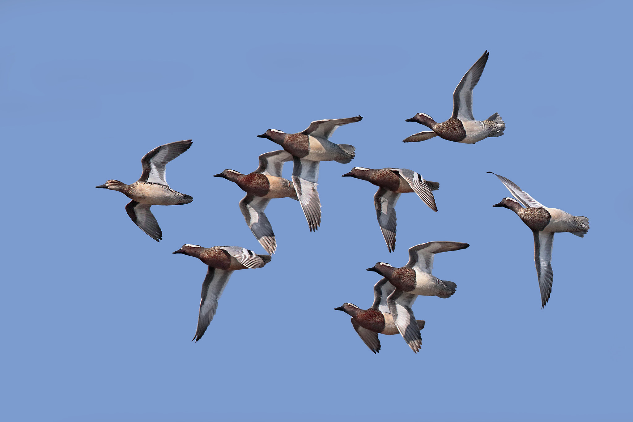 Canon EF 300mm F2.8L IS II USM sample photo. Garganey photography