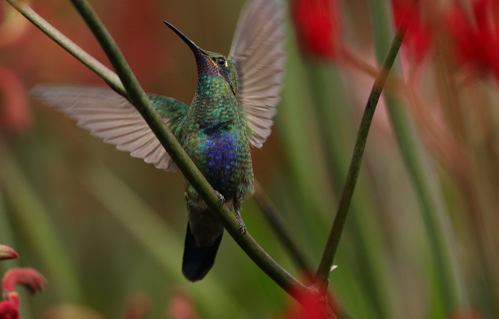 Canon EF 300mm F2.8L IS USM sample photo. Colibri coruscans - sparkling violetear photography