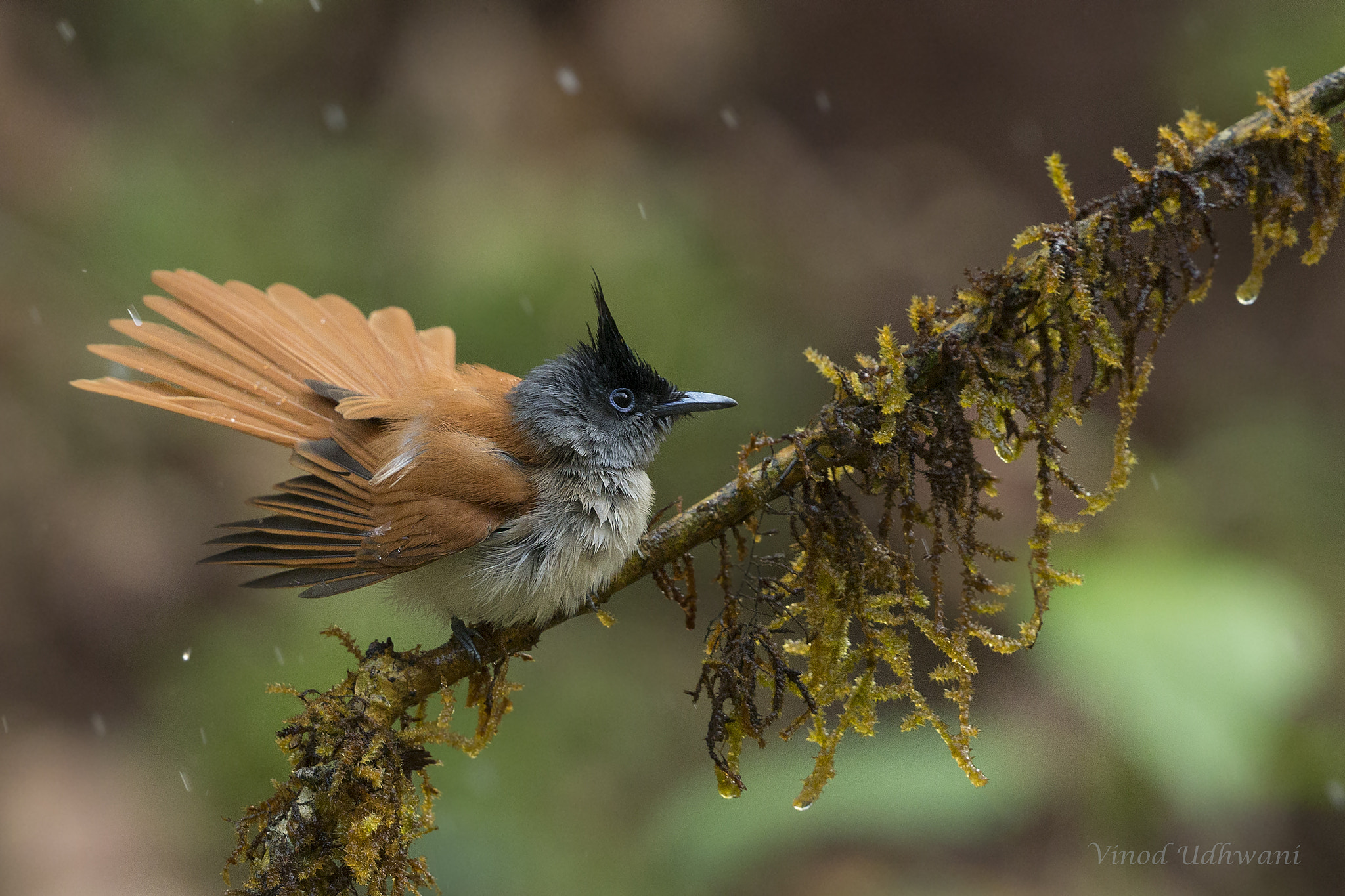 Canon EF 500mm F4L IS II USM sample photo. Asian paradise fly catcher photography