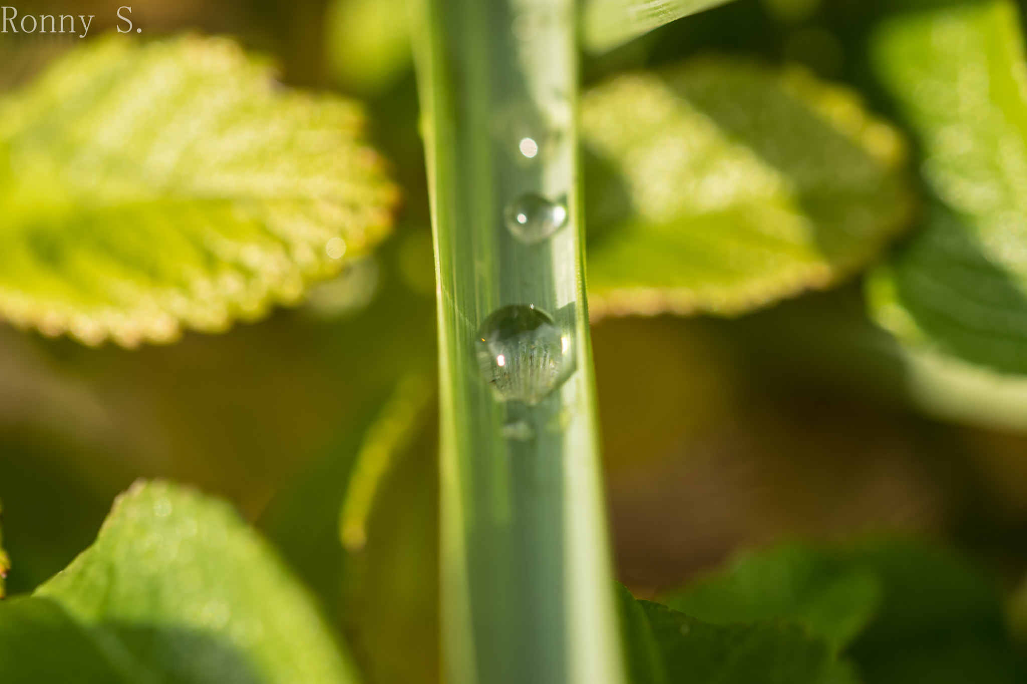 Sony a6000 + 105mm F2.8 sample photo. Tautropfen photography