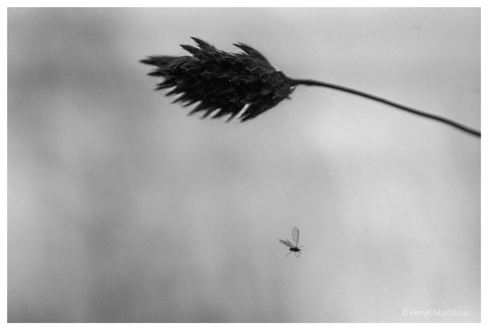 105mm F2.8 sample photo. Art of flying 2 photography