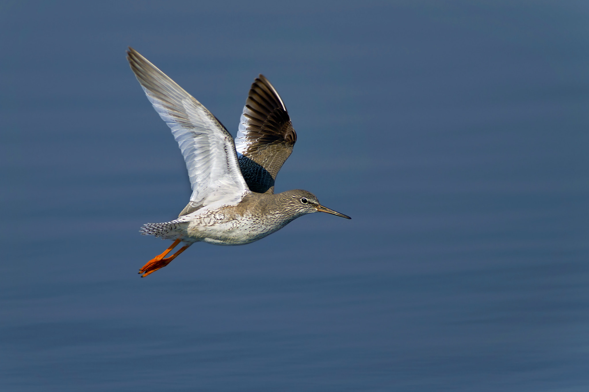 Canon EOS 7D + Canon EF 300mm f/2.8L + 1.4x sample photo. Redshank photography