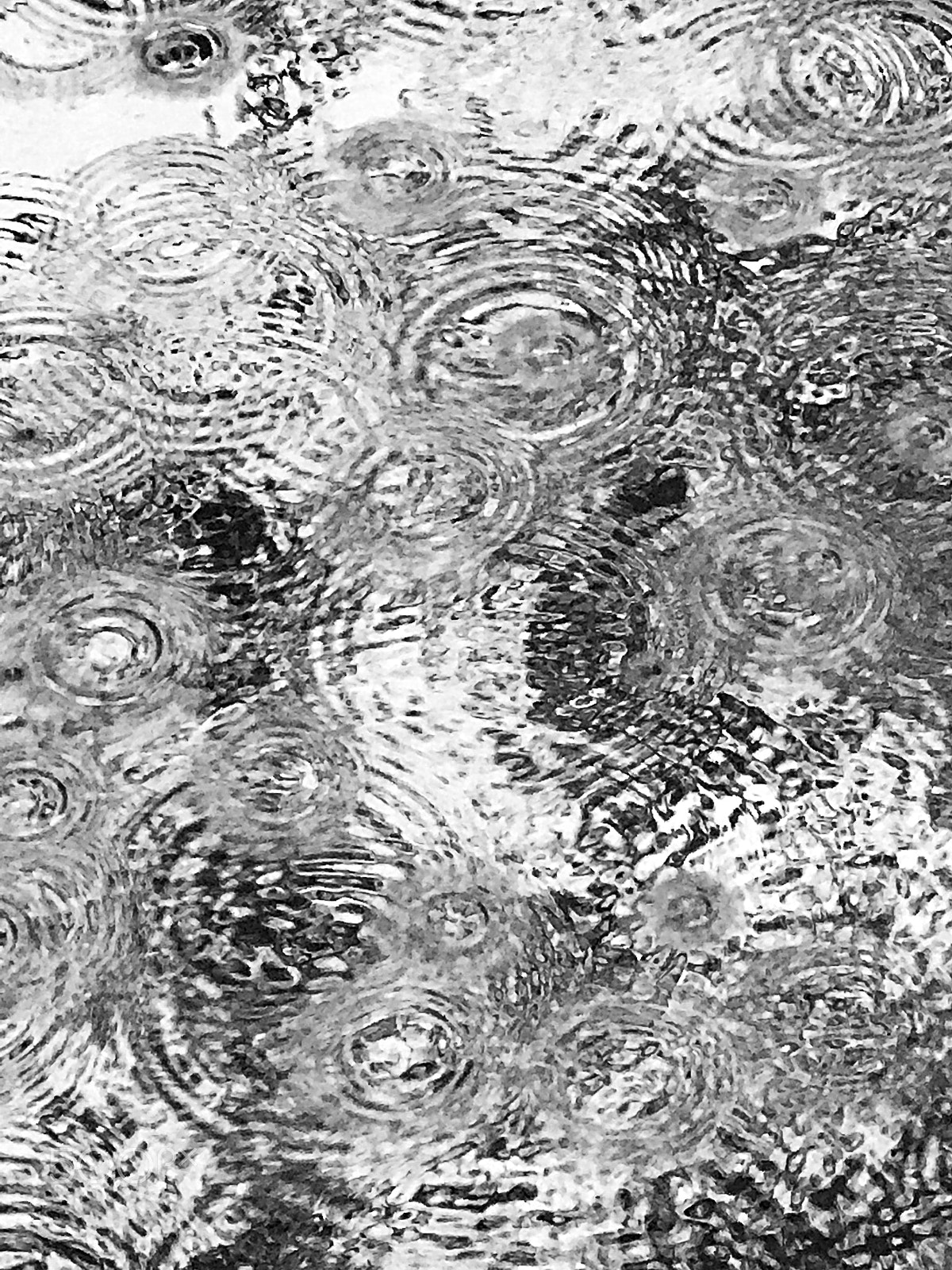 Apple iPhone 7 Plus sample photo. Raindrops photography