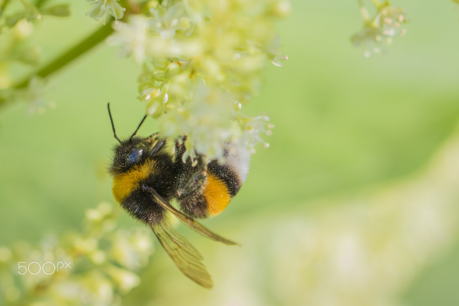 Canon EOS 7D Mark II sample photo. White-tailed bumblebee - bombus lucorum photography