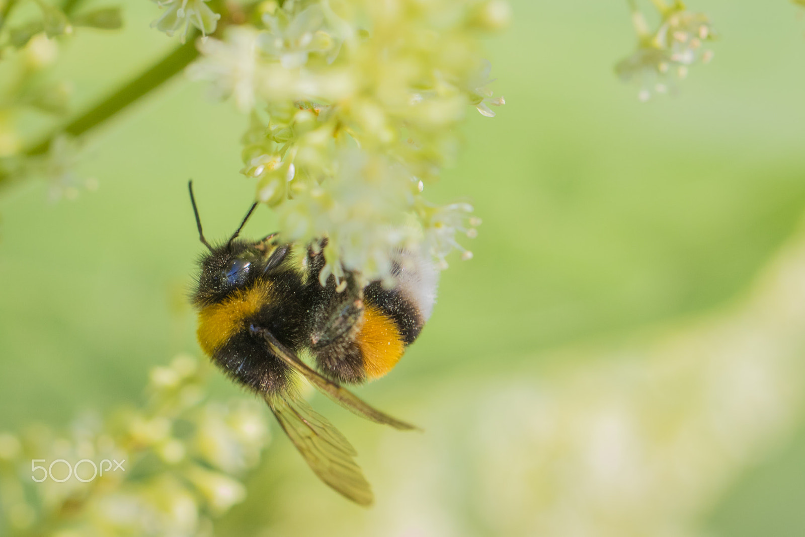 Canon EF 100mm F2.8L Macro IS USM sample photo. White-tailed bumblebee - bombus lucorum photography