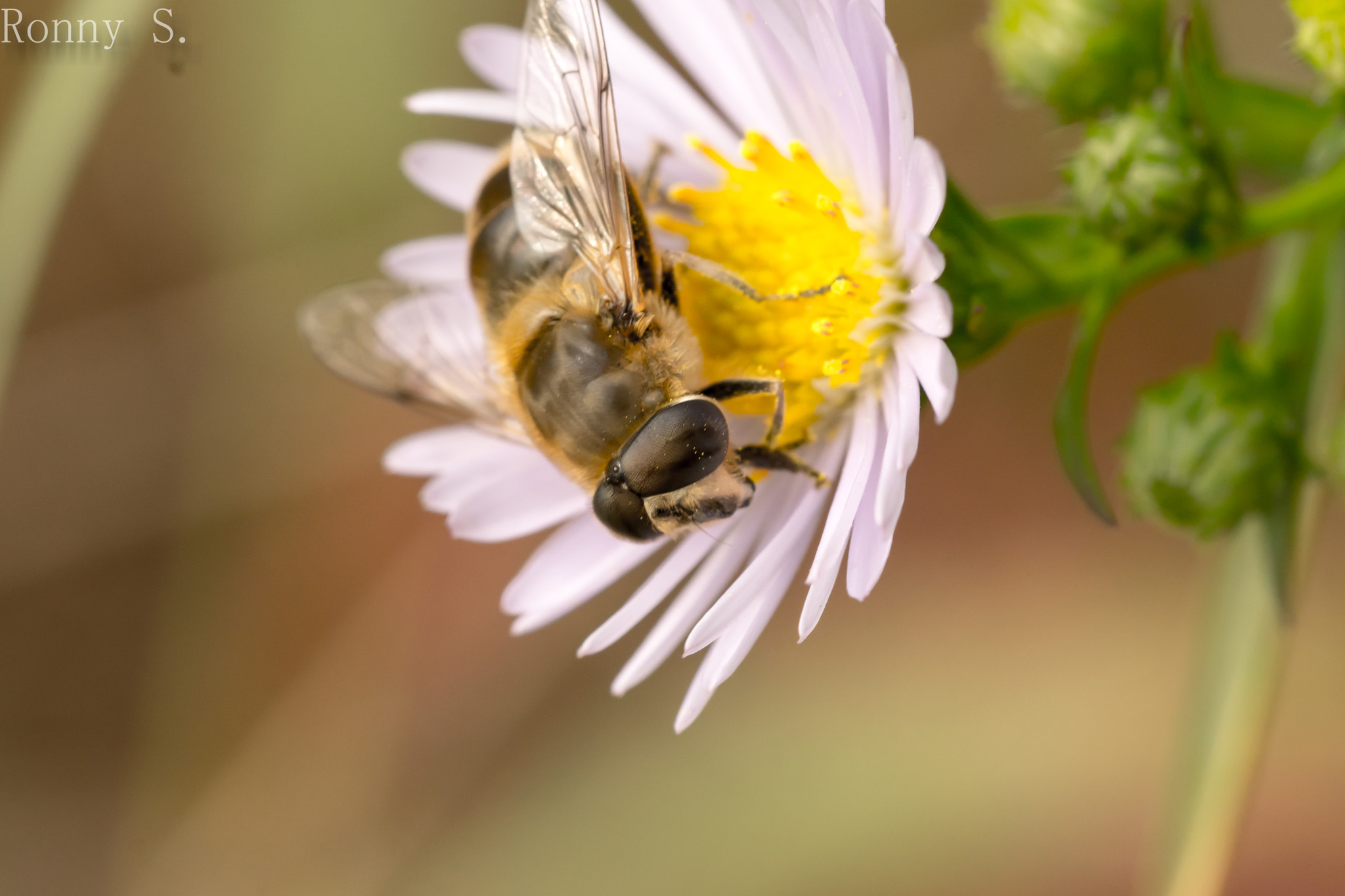 Sony a6000 + 105mm F2.8 sample photo. Blütenstaub photography