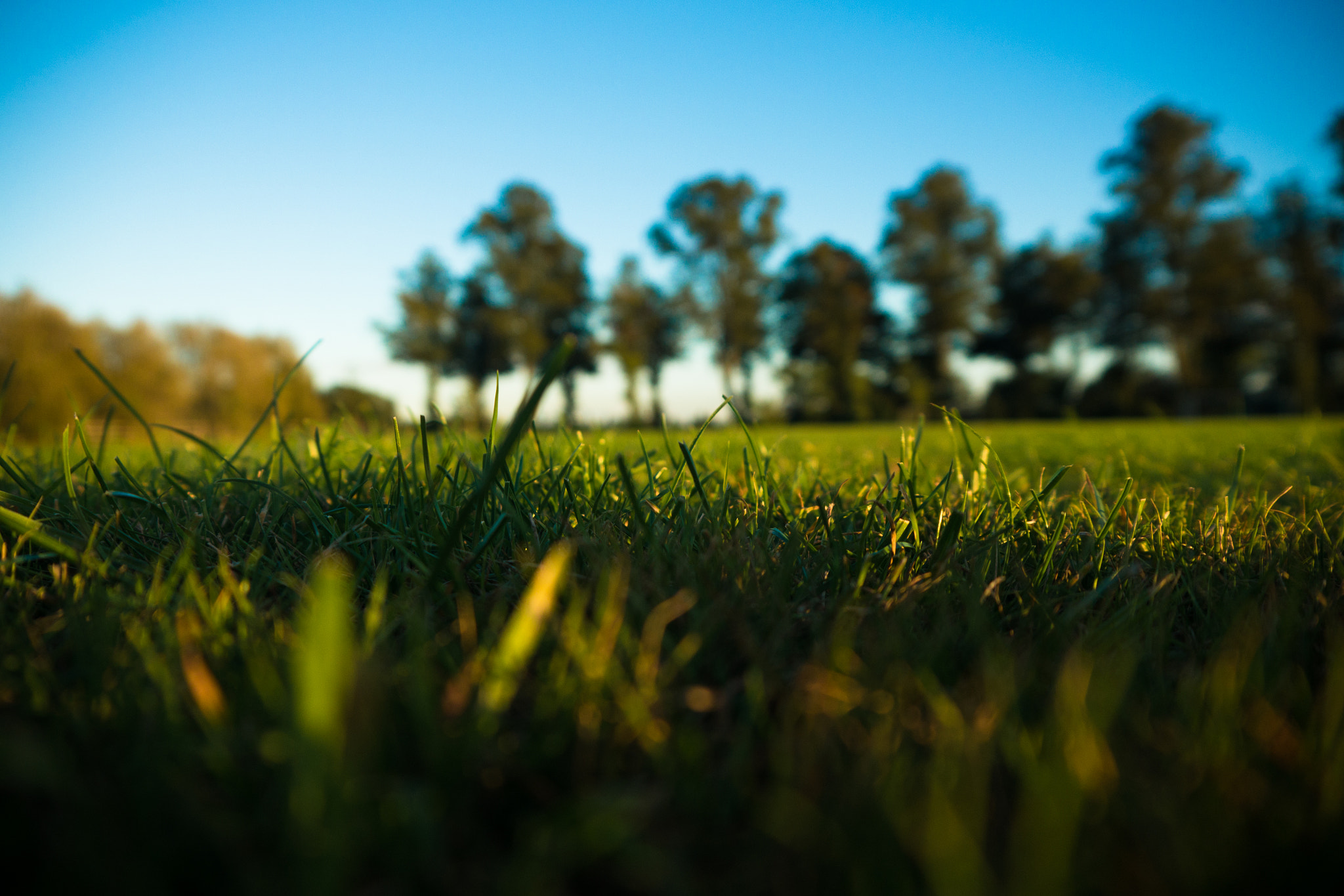 Panasonic Lumix DMC-GH2 sample photo. Grass photography