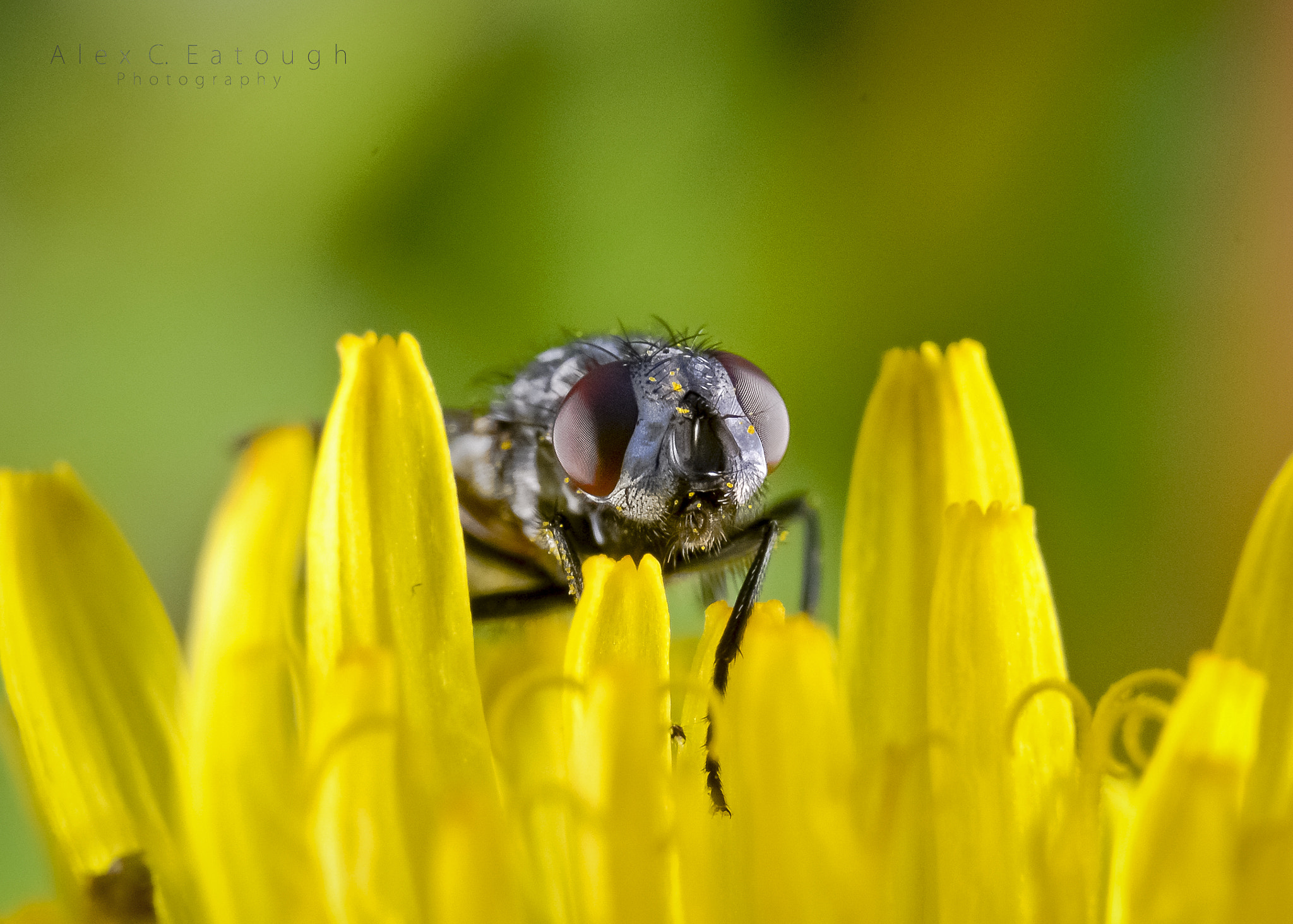 Nikon AF-S Micro-Nikkor 60mm F2.8G ED sample photo. Peepers photography