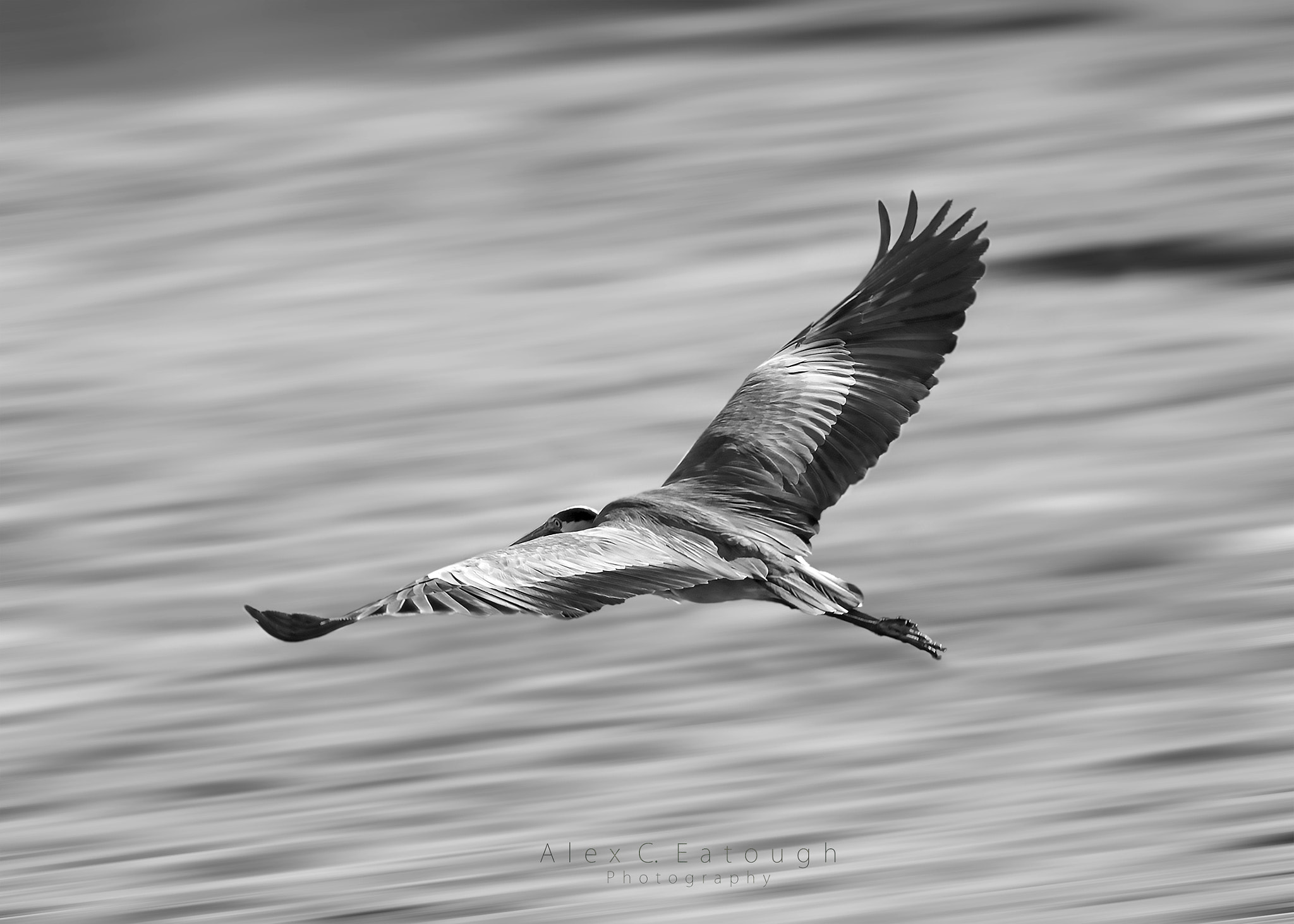 Nikon AF-S Nikkor 600mm F4D ED-IF II sample photo. Hero-n photography