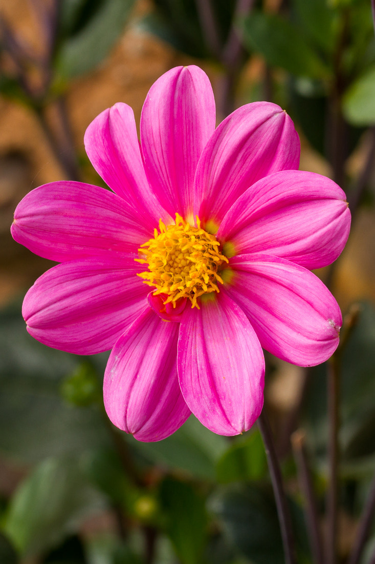 Canon EOS 7D sample photo. Pink dahlia photography