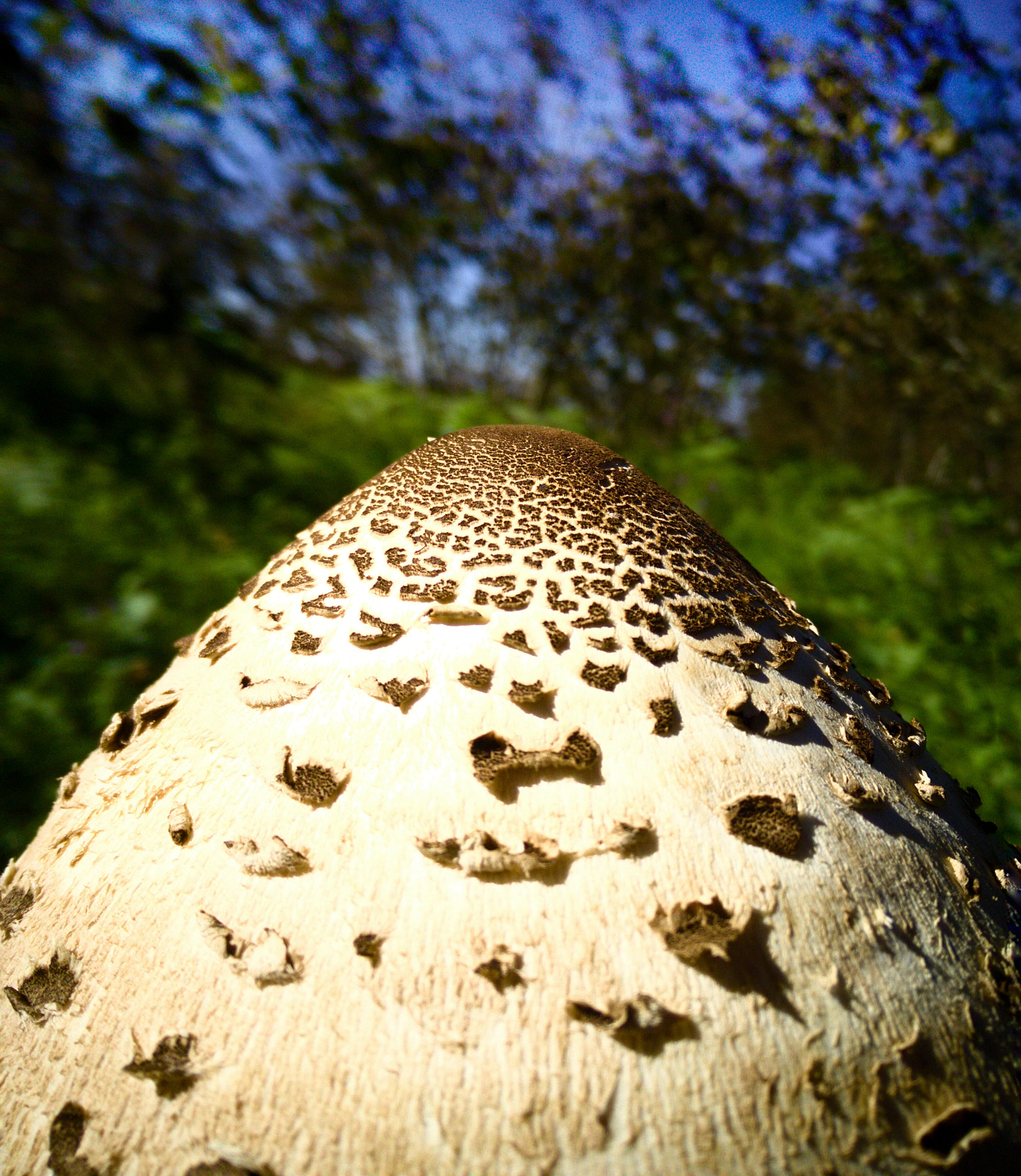 OnePlus One A0001 sample photo. Mushroom (evelek)  photography