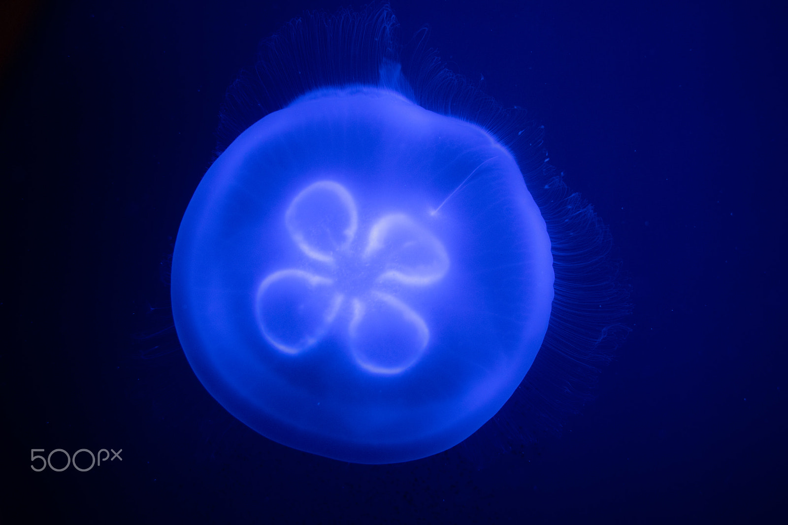 Canon EF-S 18-55mm F3.5-5.6 II sample photo. Jellyfish photography