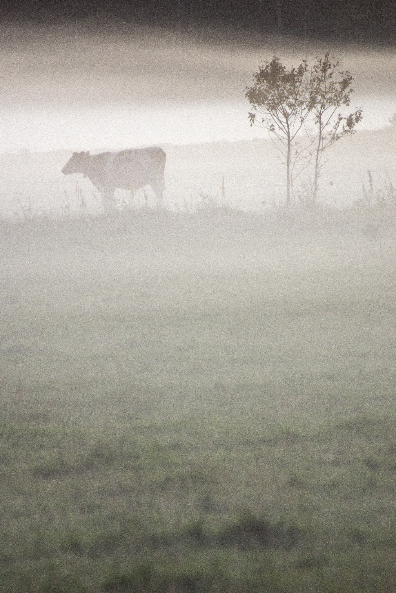 Sony SLT-A77 sample photo. Cow in the fog photography