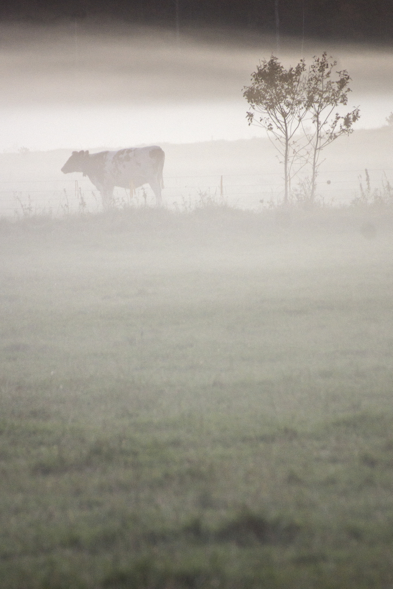 Tamron SP 70-300mm F4-5.6 Di USD sample photo. Cow in the fog photography