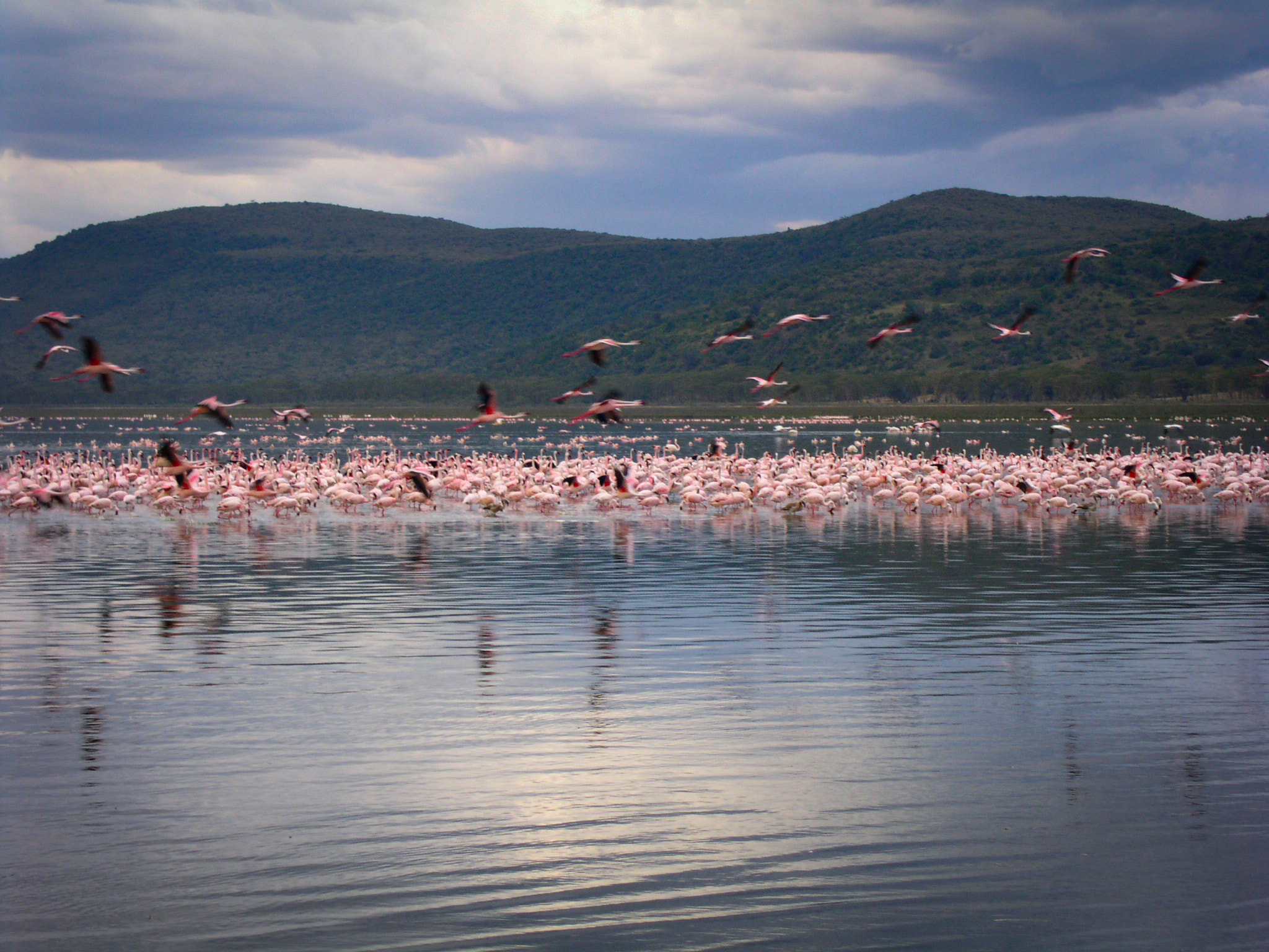 KONICA MINOLTA DiMAGE F300 sample photo. Flamingos at nakuru national park photography