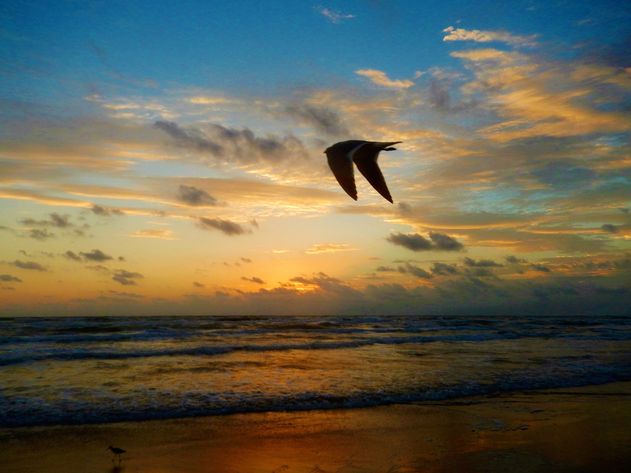 Nikon Coolpix S9500 sample photo. Seagull in the morning photography