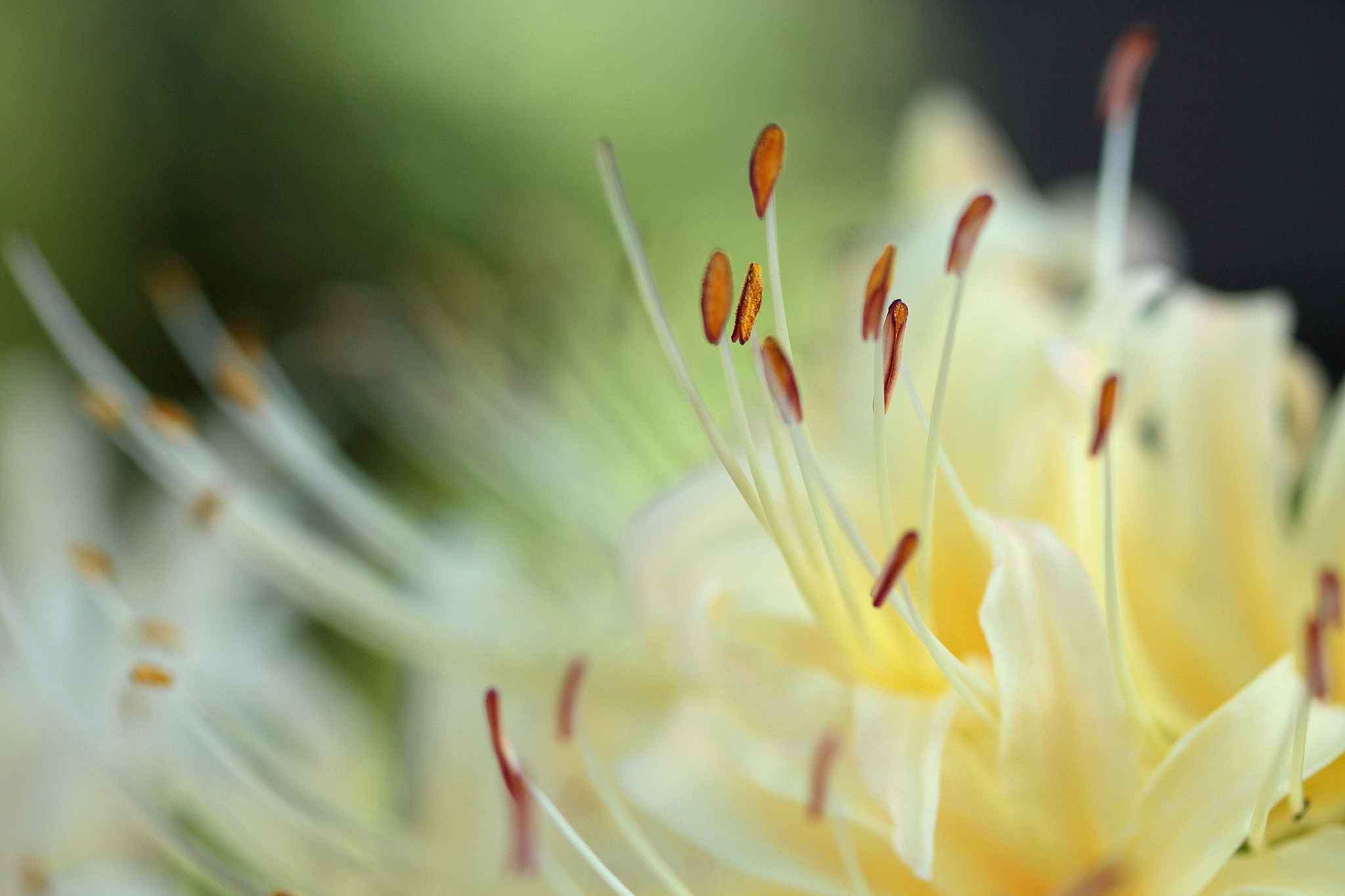 Canon EF 100mm F2.8L Macro IS USM sample photo. Green light photography