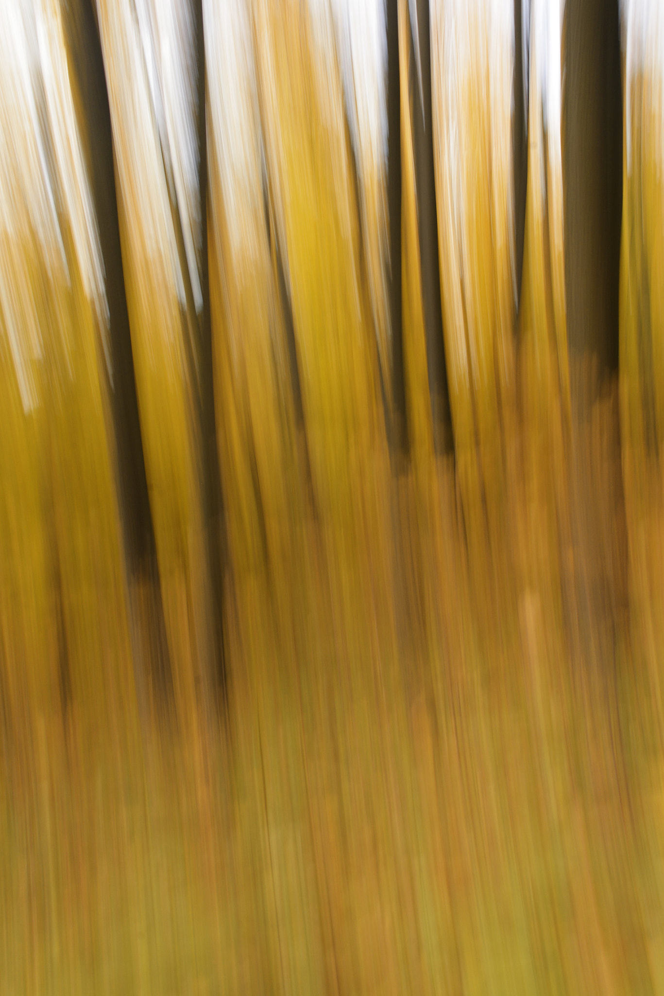 Nikon D600 sample photo. Slowautumn photography