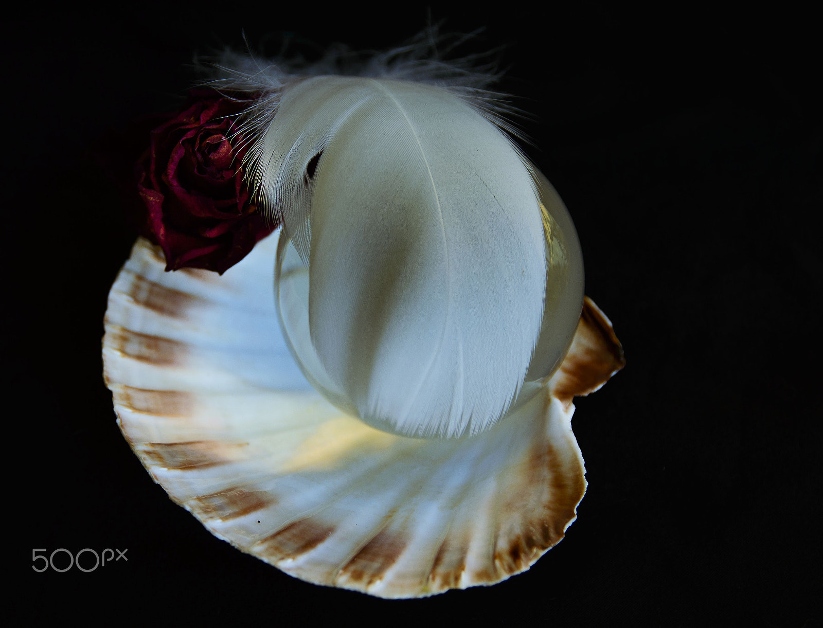 Sigma 17-70mm F2.8-4 DC Macro OS HSM | C sample photo. Witchlight photography