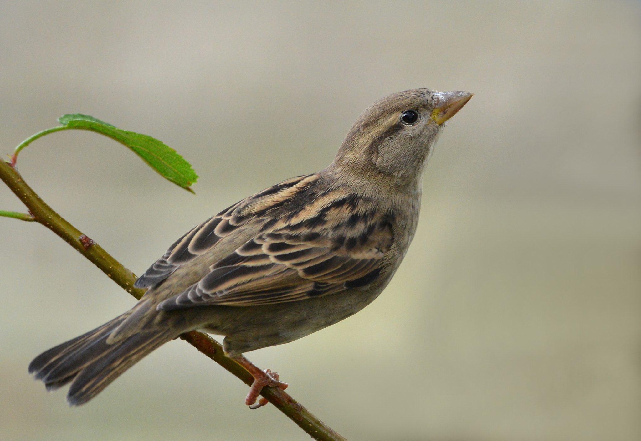 Nikon D600 + Nikon AF-S Nikkor 500mm F4G ED VR sample photo. Huismus photography