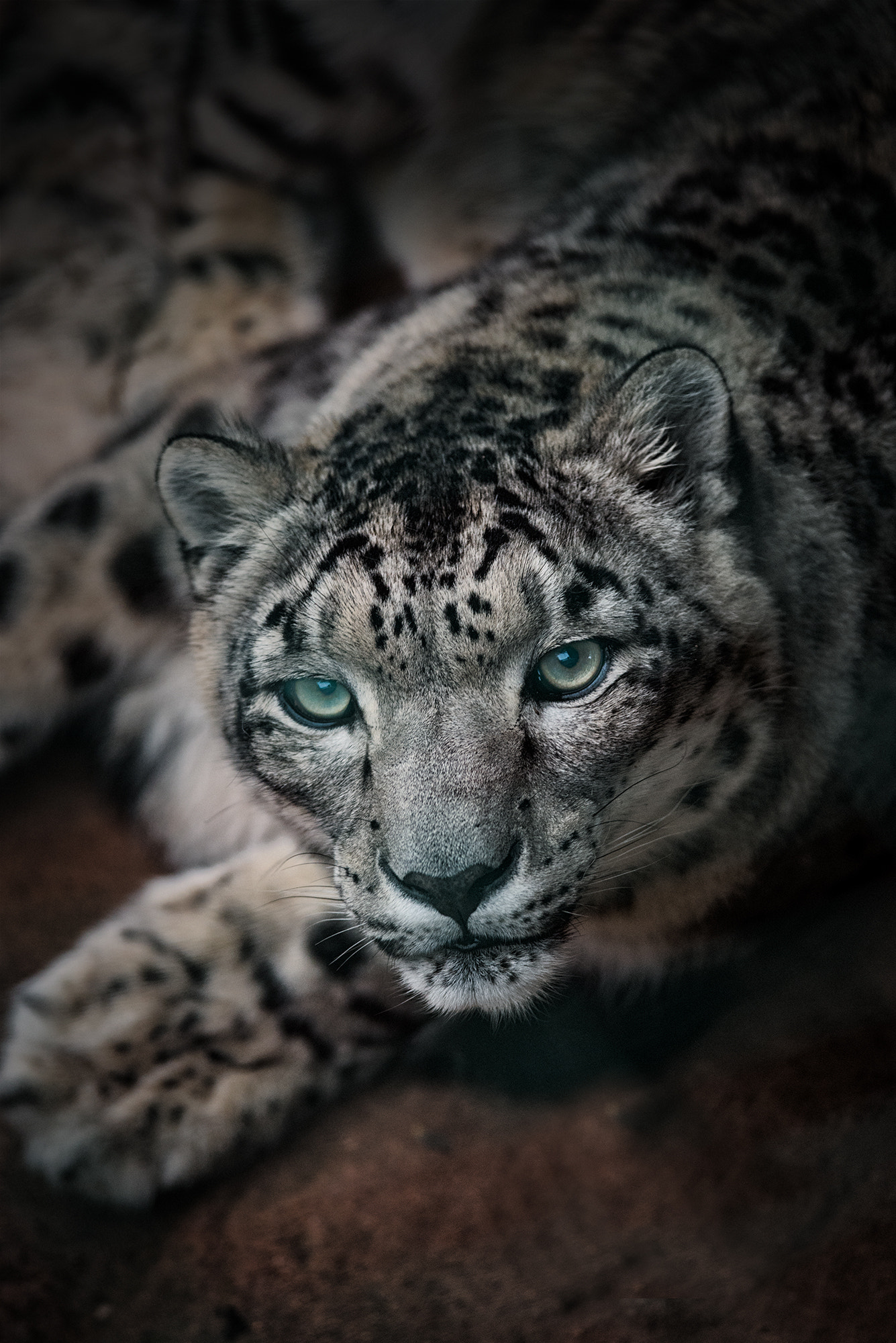 Nikon D610 + Nikon AF-S Nikkor 300mm F4D ED-IF sample photo. Snow leopard | zoo pilsen photography