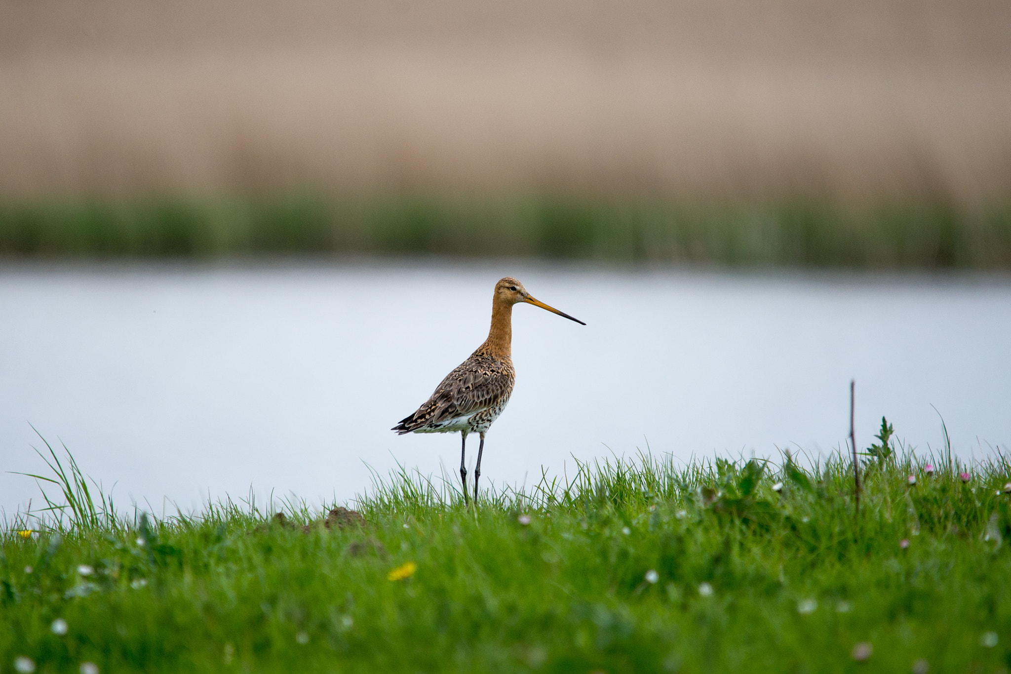Sigma 150-500mm F5-6.3 DG OS HSM sample photo. The edge photography