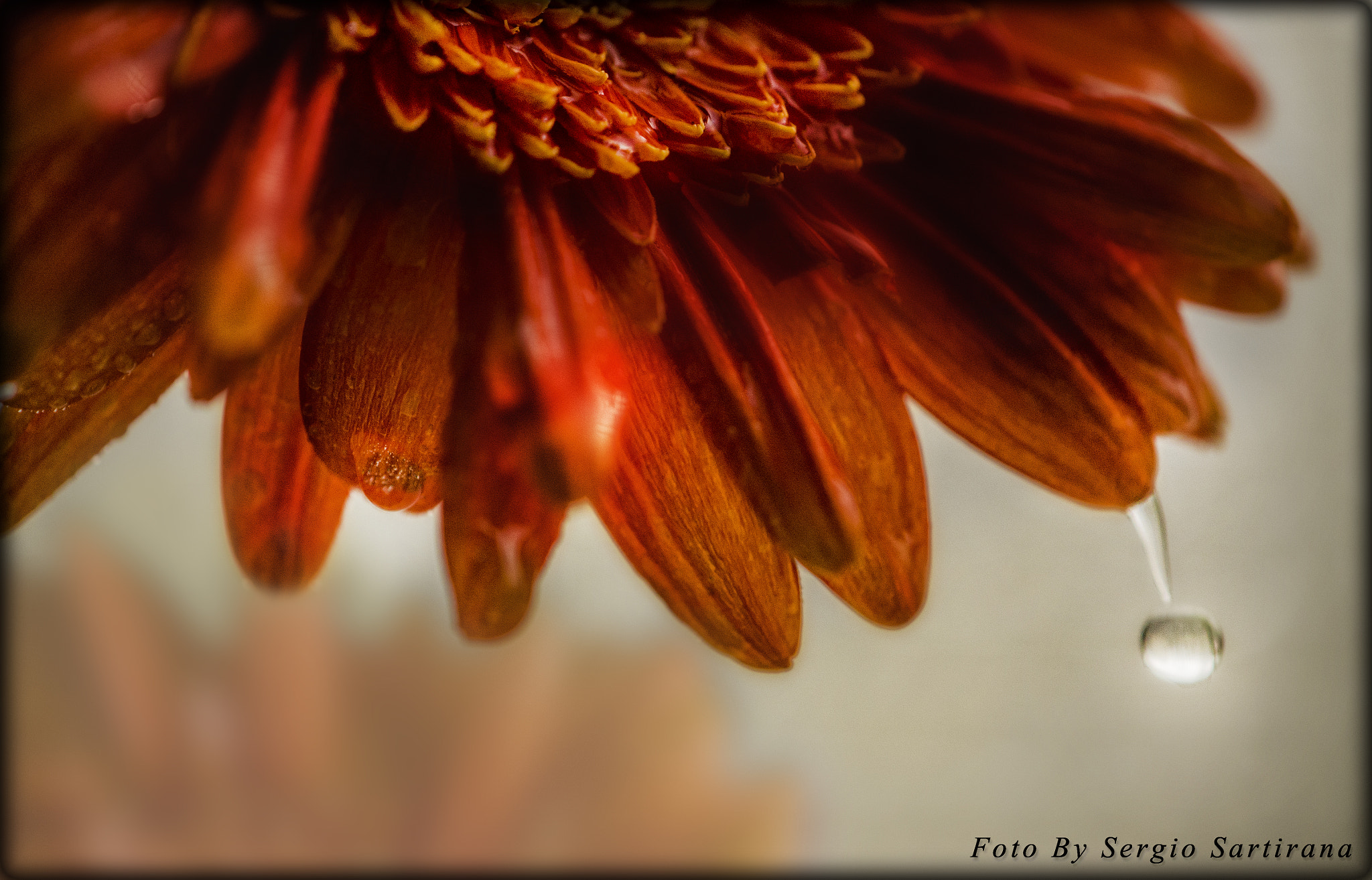 Nikon AF-S DX Micro-Nikkor 85mm F3.5G ED VR sample photo. Gerbera photography