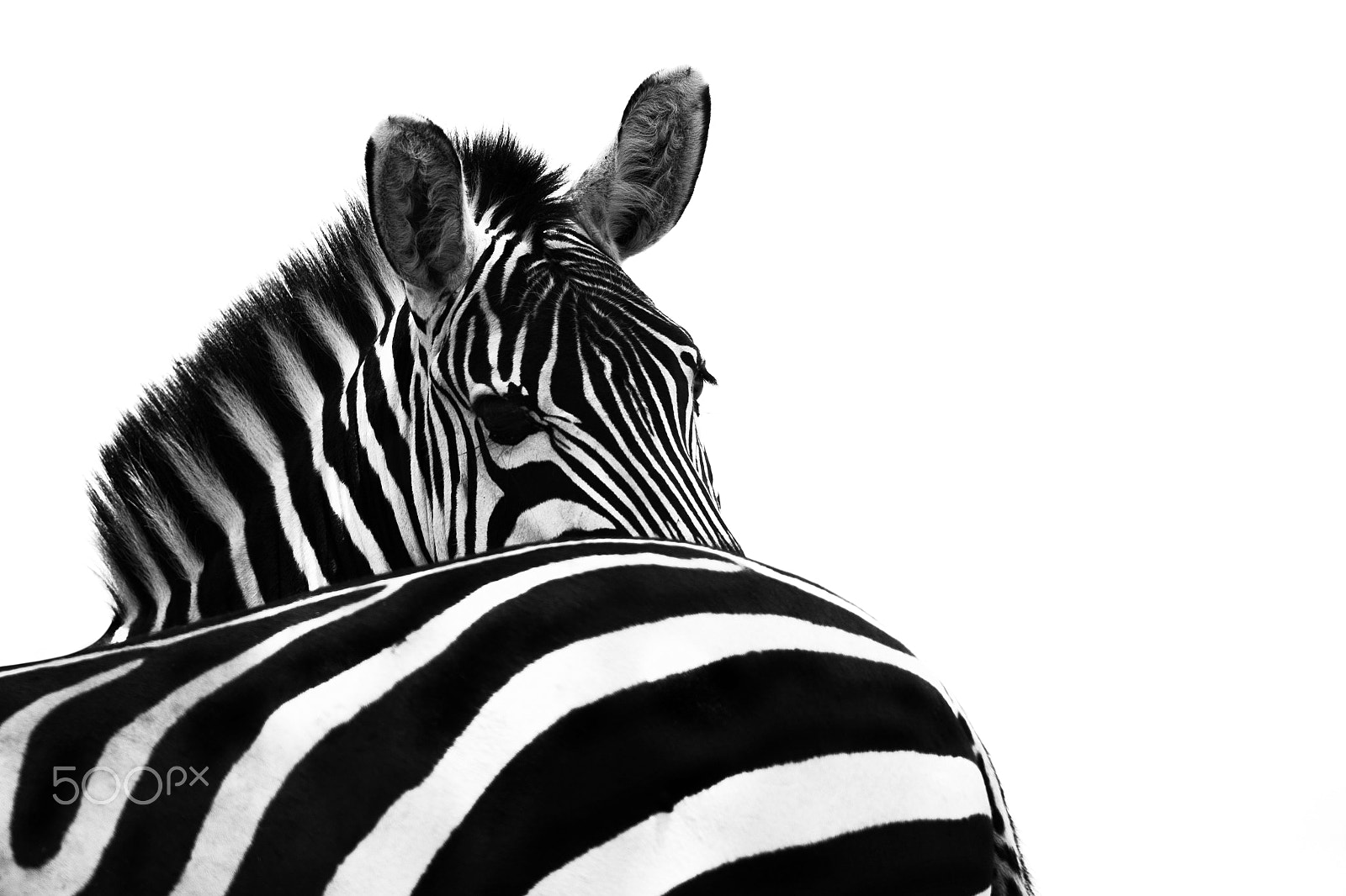 Canon EF 500mm F4L IS II USM sample photo. White stripes photography