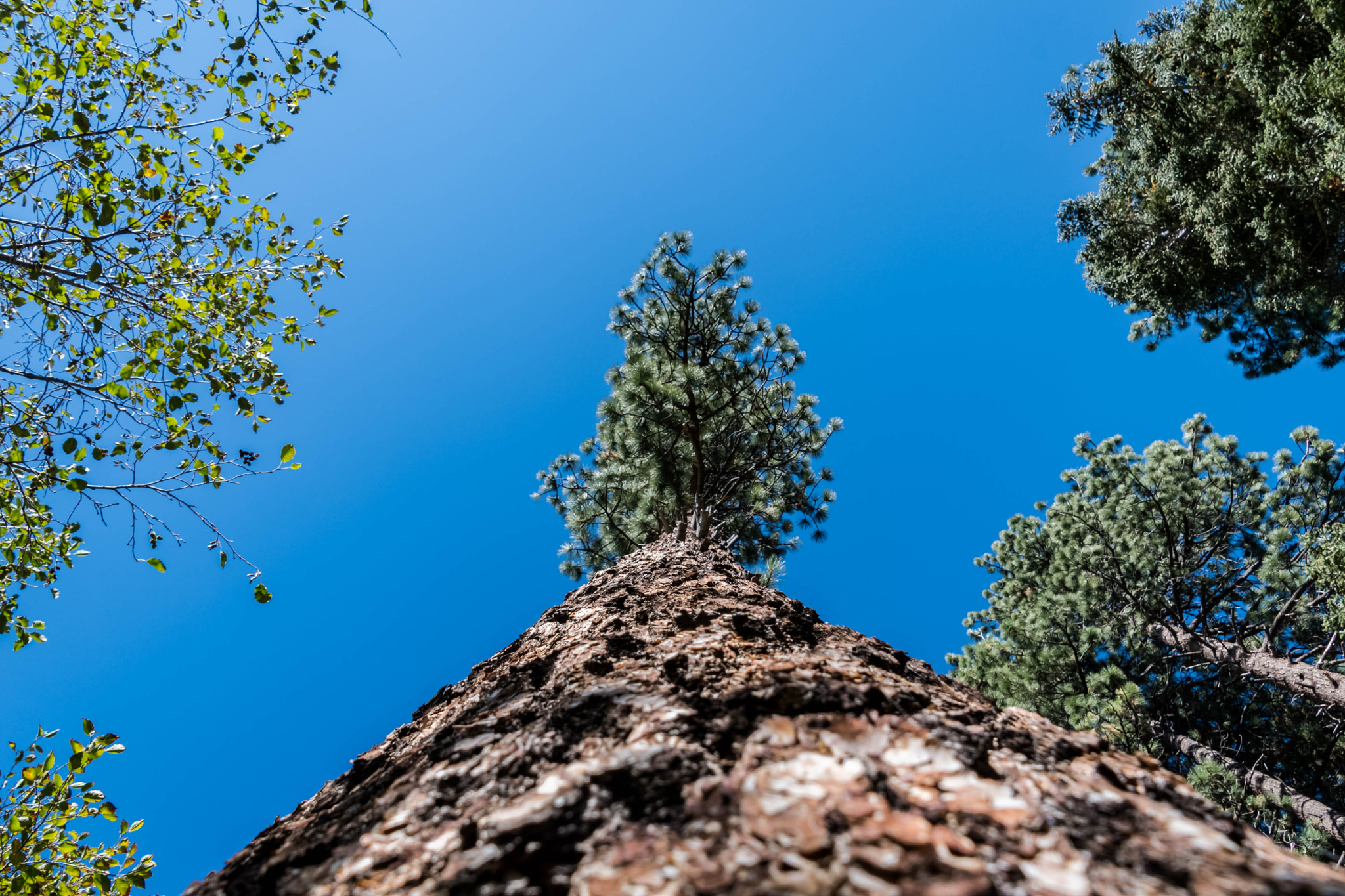 Nikon D500 sample photo. Squirrel's eye view photography