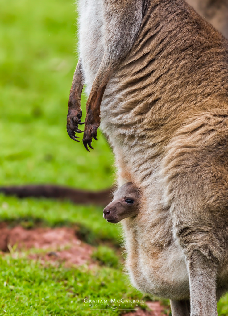 Canon EOS 6D + Canon EF 400mm F5.6L USM sample photo. Joey photography