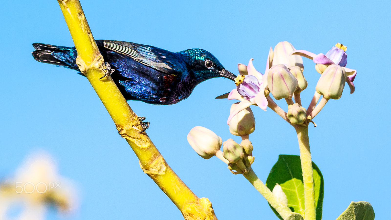 Sigma 150-600mm F5-6.3 DG OS HSM | C sample photo. "pollinators" photography