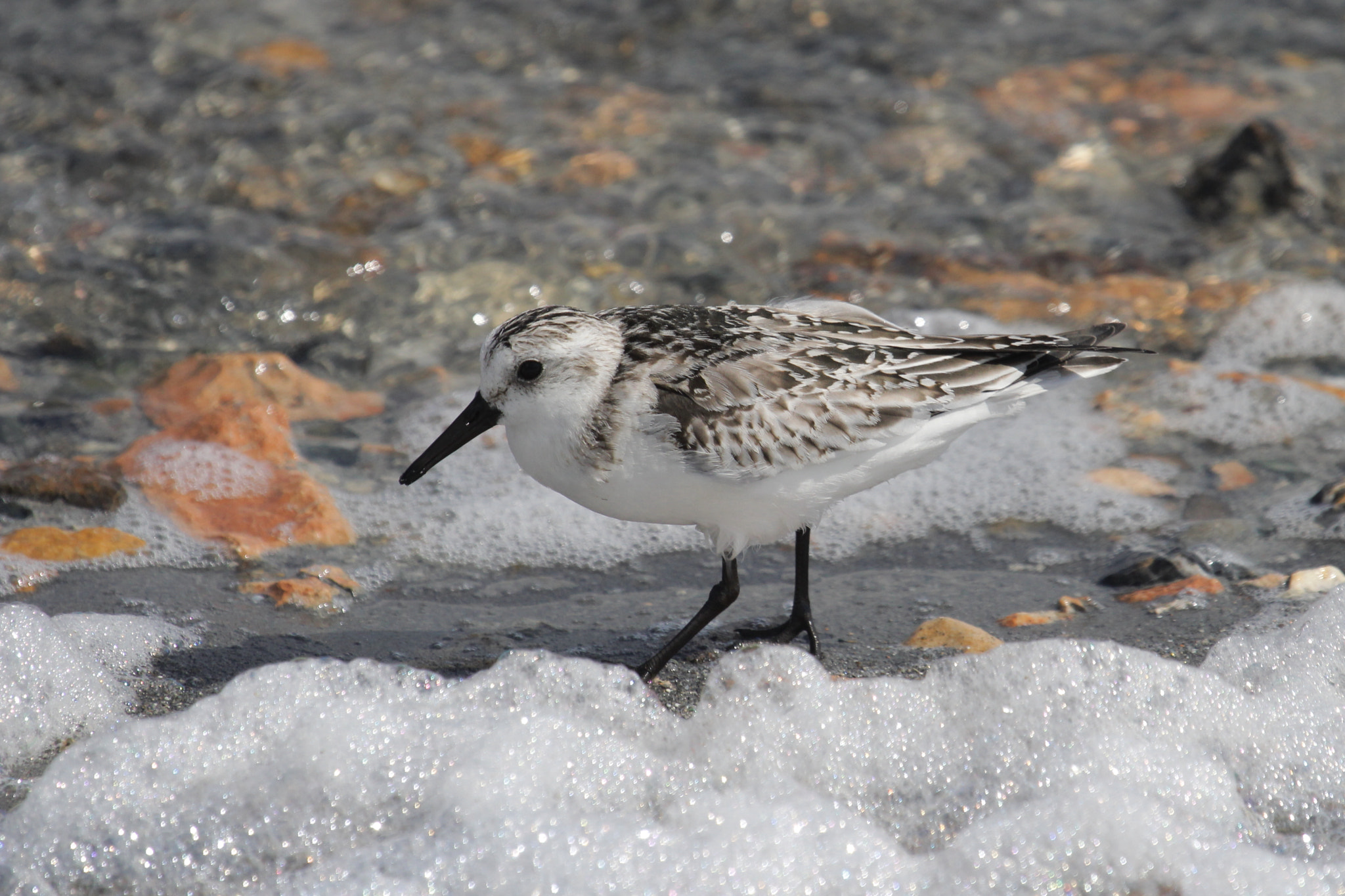 Canon EF 100-400mm F4.5-5.6L IS USM sample photo. Feeding sanderling photography