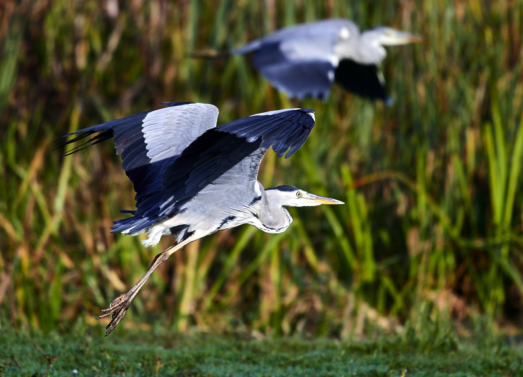 Nikon AF-S Nikkor 300mm f/4E PF ED VR sample photo. Grey heron photography