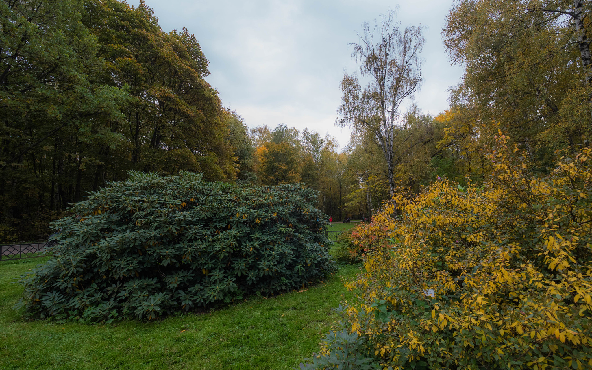 Panasonic Lumix DMC-GH4 + Olympus M.Zuiko Digital ED 7-14mm F2.8 PRO sample photo. Autumn at botanical garden photography