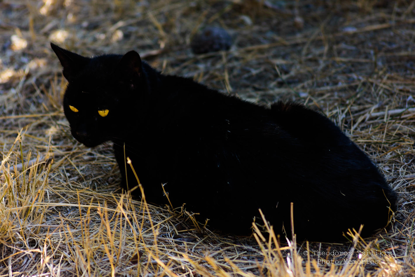 Sigma 70-300mm F4-5.6 APO DG Macro sample photo. Shining eyes photography