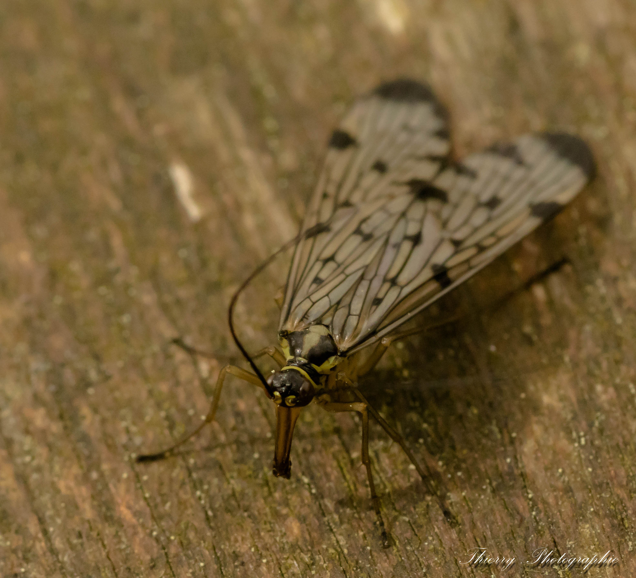 Canon EOS 80D + Tamron SP AF 90mm F2.8 Di Macro sample photo. 1102 photography