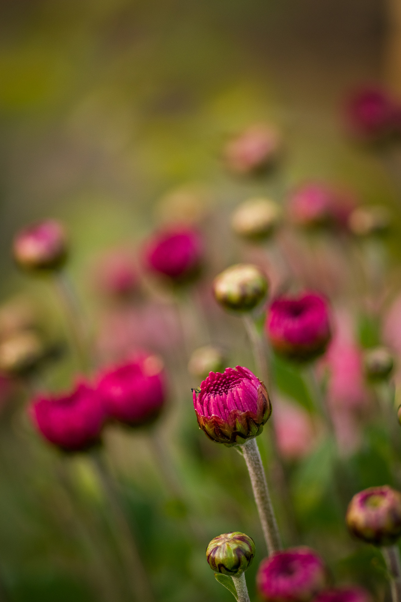 Pentax K-S2 + smc PENTAX-FA MACRO 100mm F3.5 sample photo. An autumn flower photography