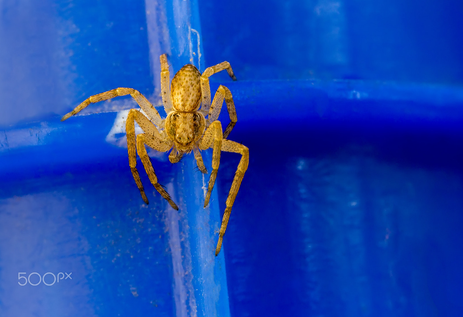Canon MP-E 65mm F2.5 1-5x Macro Photo sample photo. Walk photography