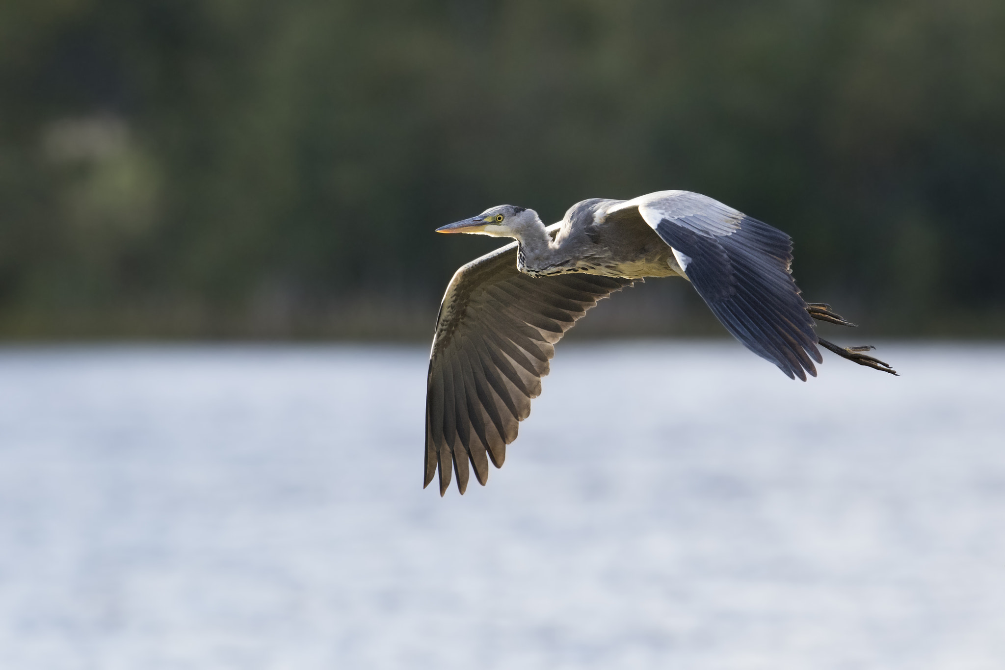 Canon EF 300mm F2.8L IS II USM sample photo. Grey heron in flight photography