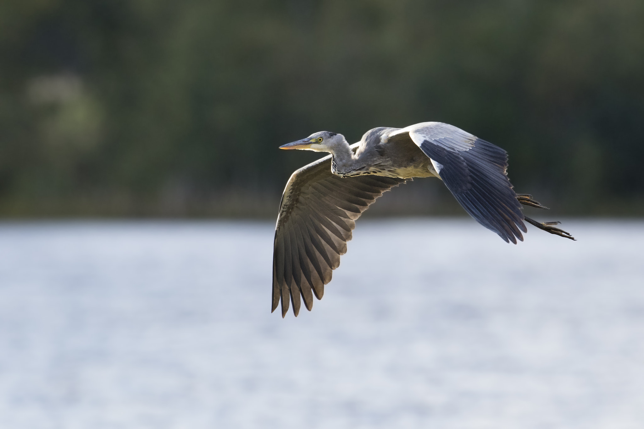 Canon EOS 7D Mark II sample photo. Grey heron in flight photography