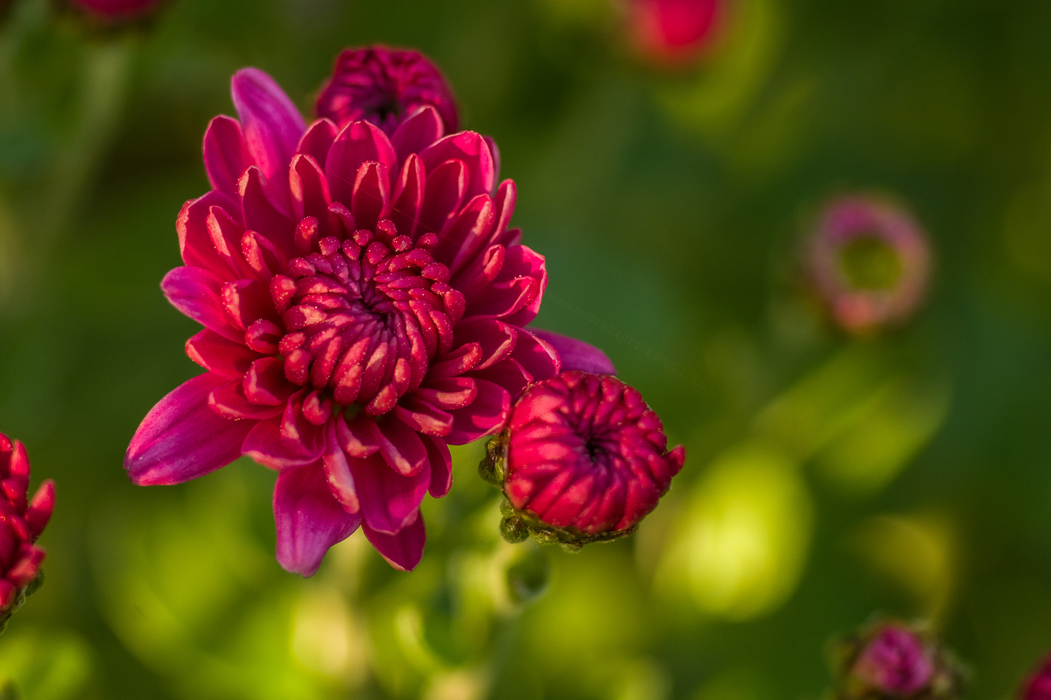 smc PENTAX-FA MACRO 100mm F3.5 sample photo. An autumn flower photography